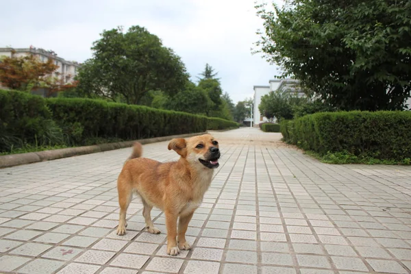 adorable dog outside at day time