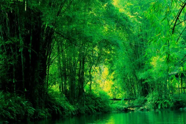 Bela Floresta Manhã — Fotografia de Stock