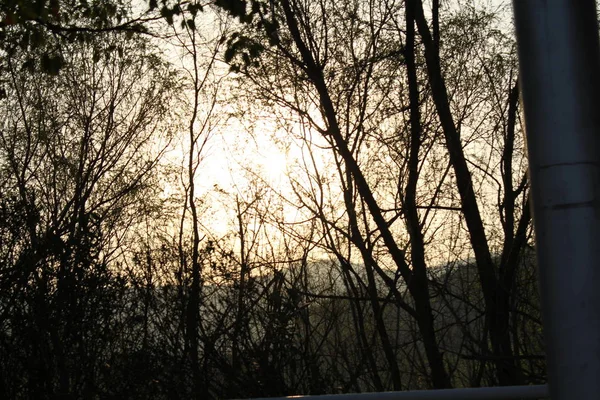 Hermosa Vista Naturaleza Del Bosque — Foto de Stock