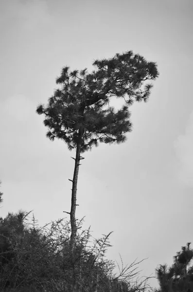 tree branches in forest, flora