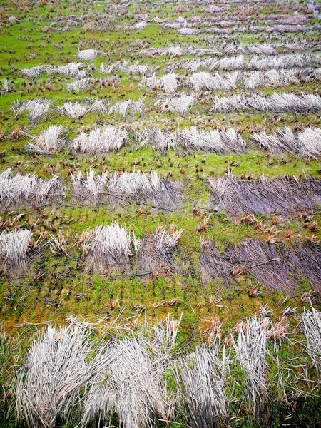 Campo Fuente Norte Israel — Foto de Stock