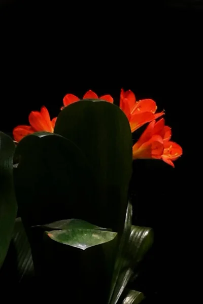 red rose in a black background