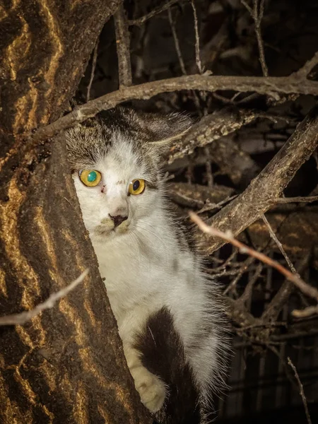 Porträt Einer Süßen Katze — Stockfoto