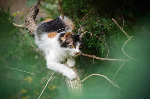 Katze Garten — Stockfoto