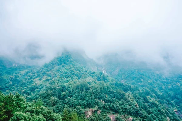 Hermoso Paisaje Del Bosque — Foto de Stock