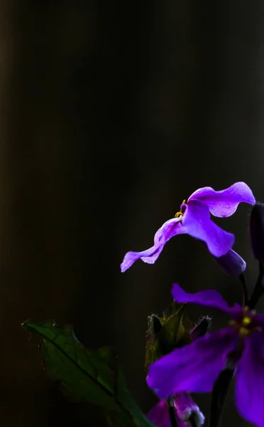 Hermosa Flor Iris Púrpura Jardín —  Fotos de Stock