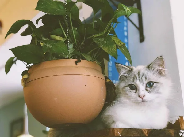 stock image Close up view of cute furry cat