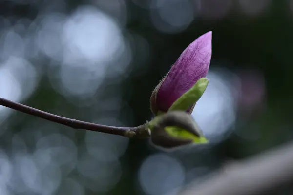 Mooie Magnolia Bloemen Tuin — Stockfoto