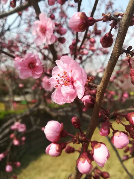 Daglicht Van Perzik Toppen Bloeien Lente Tuin — Stockfoto