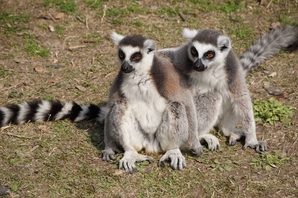 Lemure Dalla Coda Anello Suricata Suricatta — Foto Stock