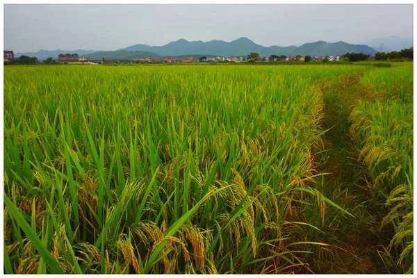 rural landscape with rice field