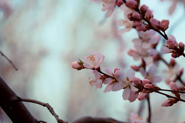 Beautiful Botanical Shot Natural Wallpaper — Stock Photo, Image