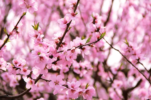 Cherry Flowers Virágzó Tavasszal Közelről — Stock Fotó