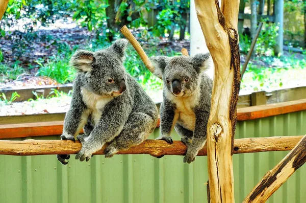 Aranyos Koala Fán — Stock Fotó