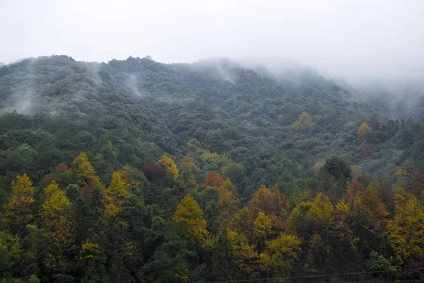 Pintoresca Vista Del Hermoso Bosque Las Montañas — Foto de Stock