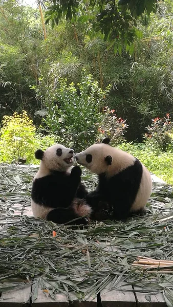 panda bear animal in zoo, pandas wildlife