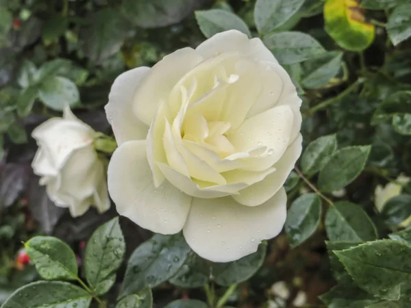 Hermosa Flor Florecen Primavera Cerca — Foto de Stock