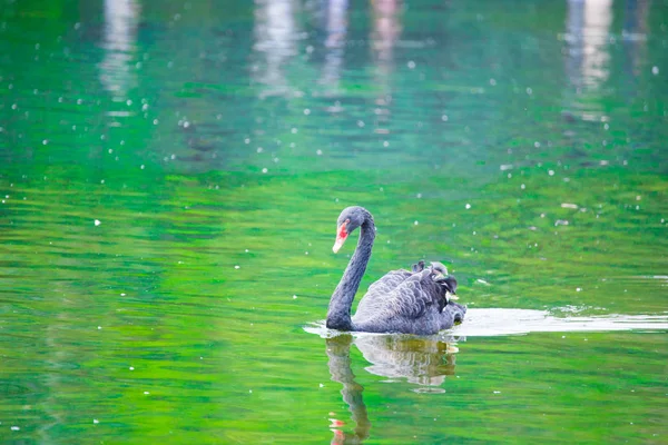 Een Mooie Zwaan Die Vijver Zwemt — Stockfoto