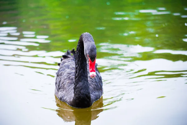 Hermoso Cisne Nadando Lago —  Fotos de Stock
