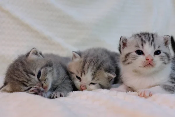 Dos Lindo Gatitos Diferente Crianza Gatos — Foto de Stock