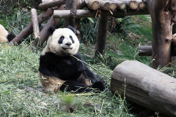 pandas wildlife, panda bear animal in zoo