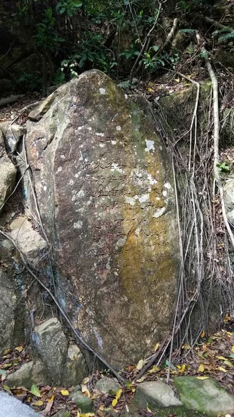 Tronco Árbol Bosque — Foto de Stock