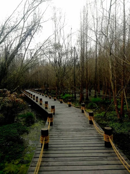 wooden bridge in the forest.