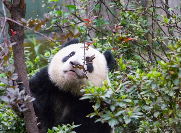 panda bear animal in zoo, pandas wildlife