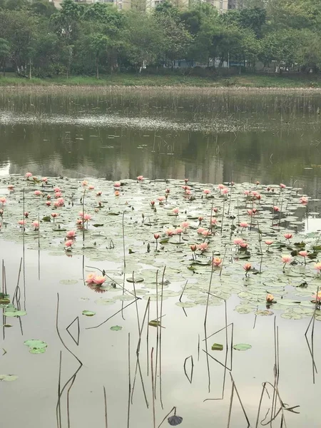 Estanque Con Una Flor Loto — Foto de Stock