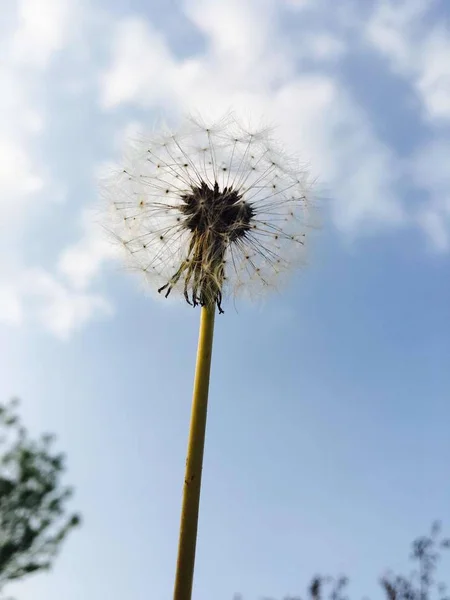 Flor Diente León Sobre Fondo Cielo Azul — Foto de Stock