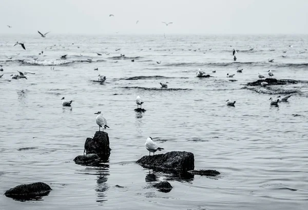 Foto Blanco Negro Una Gaviota Mar — Foto de Stock