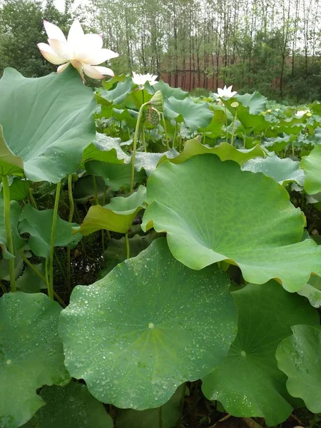 Flores Nenúfar Creciendo Estanque — Foto de Stock