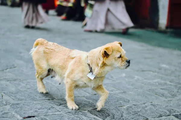 Perro Perros Están Paseando Calle — Foto de Stock