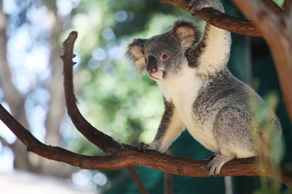 Słodkie Koala Parku — Zdjęcie stockowe