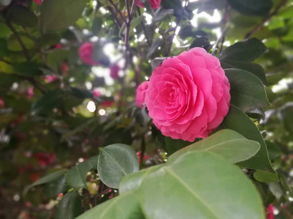 Rosas Jardín — Foto de Stock