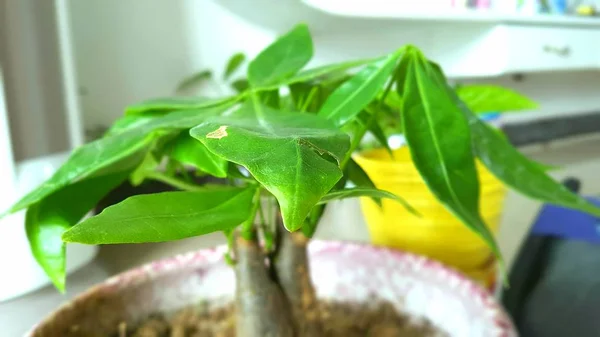 Planta Verde Una Olla — Foto de Stock