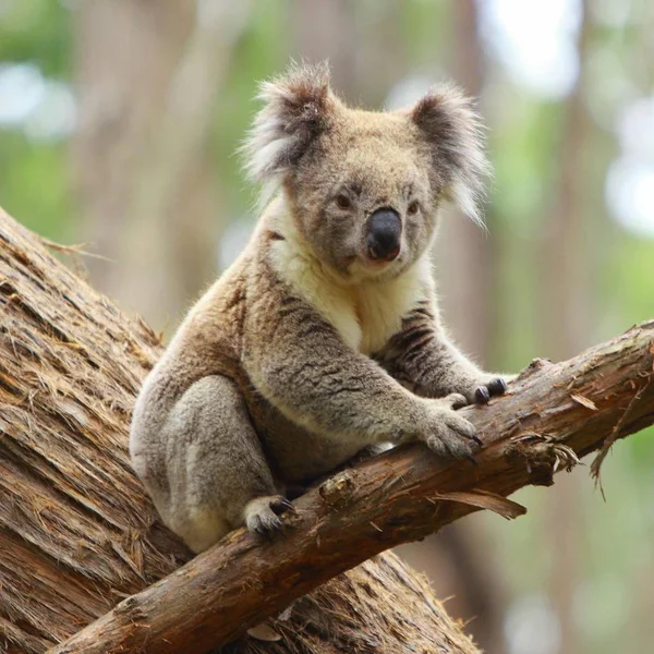 Koala Djurpark Djurliv — Stockfoto