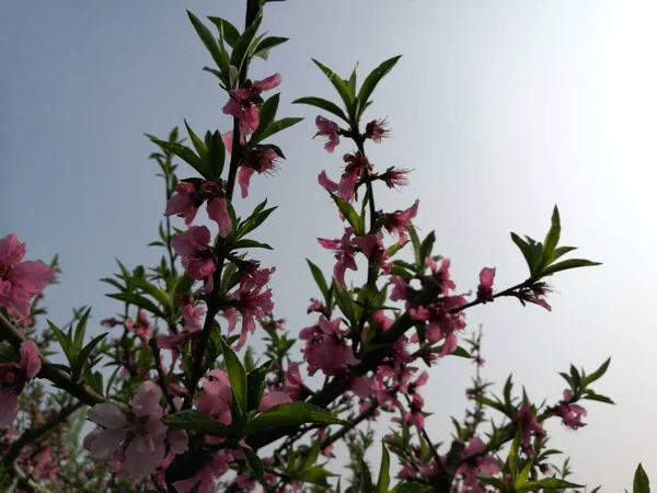 Mooie Lentebloemen Tuin — Stockfoto