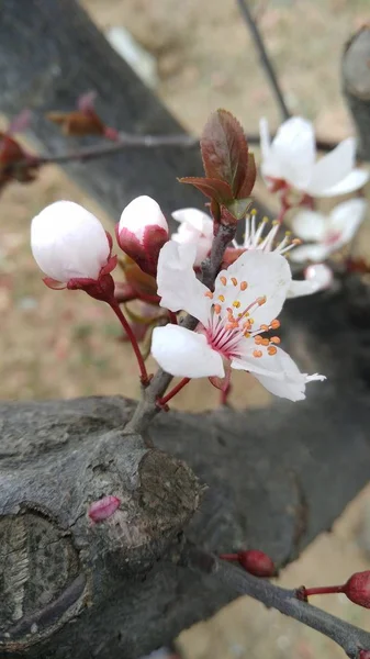 Biały Kwiat Magnolii Ogrodzie — Zdjęcie stockowe