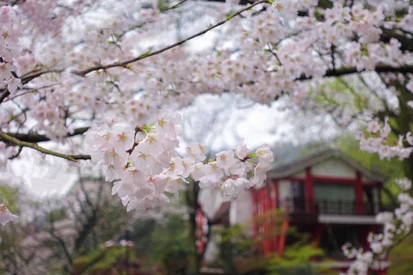 Drzewo Sakura Wiosną — Zdjęcie stockowe