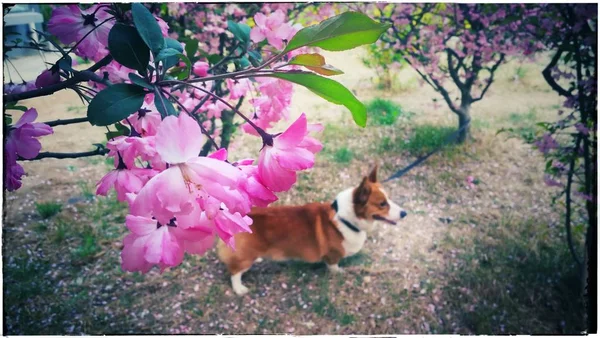 beautiful dog in the garden