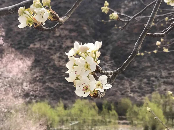 Belles Fleurs Printanières Dans Jardin — Photo