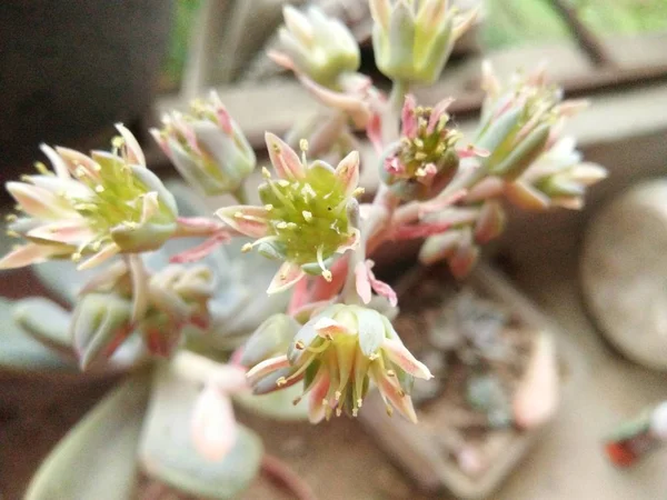 Primo Piano Cactus — Foto Stock