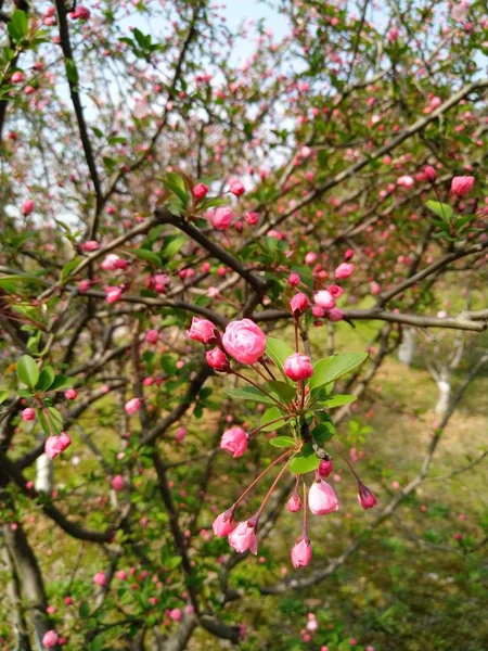 Árbol Floreciente Primavera Flores — Foto de Stock