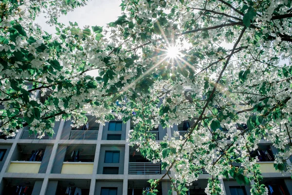 Jardín Japón — Foto de Stock