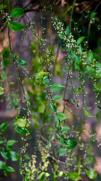 Gröna Blad Trädet — Stockfoto