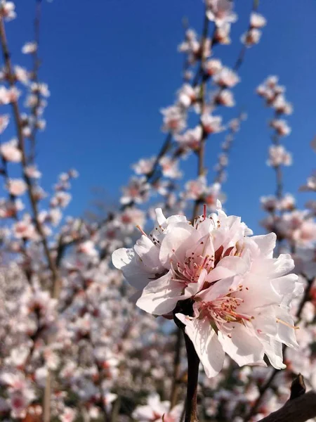 Beautiful peach flowers bloom in spring