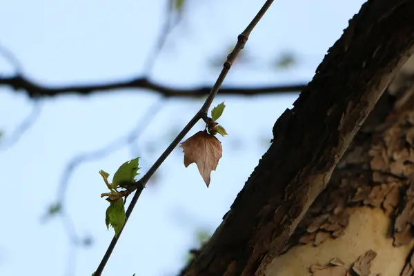 Ramas Árboles Bosque Naturaleza Flora — Foto de Stock