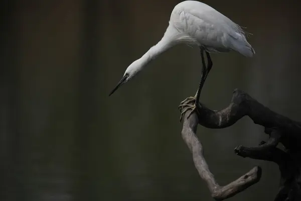 Vue Bel Oiseau — Photo