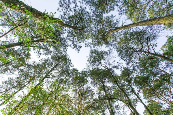 Hermosa Vista Del Bosque Naturaleza — Foto de Stock